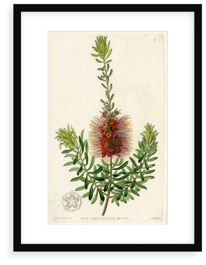 Scarlet kunzea by S Watts