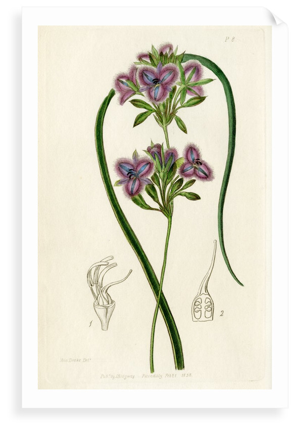 Fringe lily by S Watts