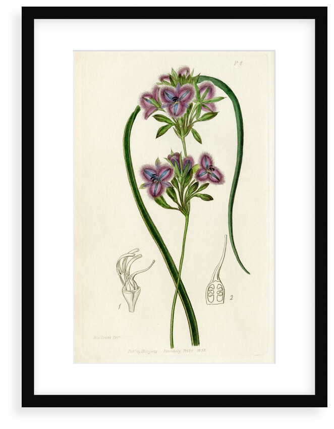 Fringe lily by S Watts