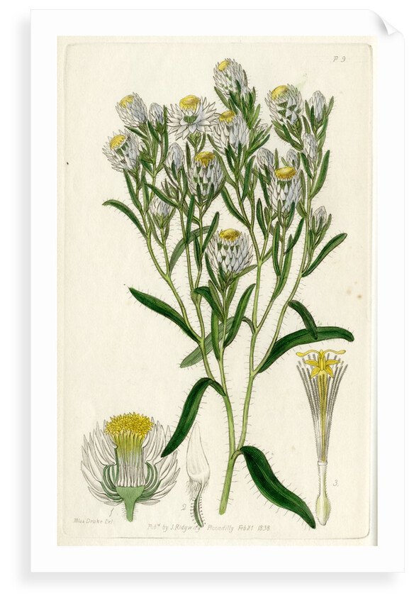 Fragrant waitzia by S Watts
