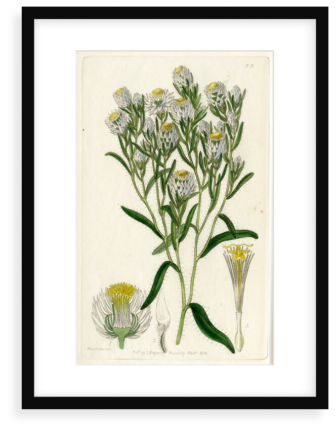 Fragrant waitzia by S Watts