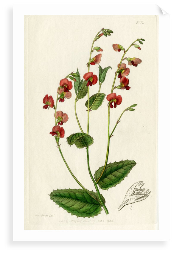 Heart-leaf flame pea by S Watts