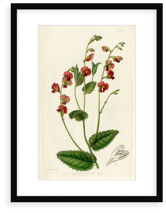 Heart-leaf flame pea by S Watts
