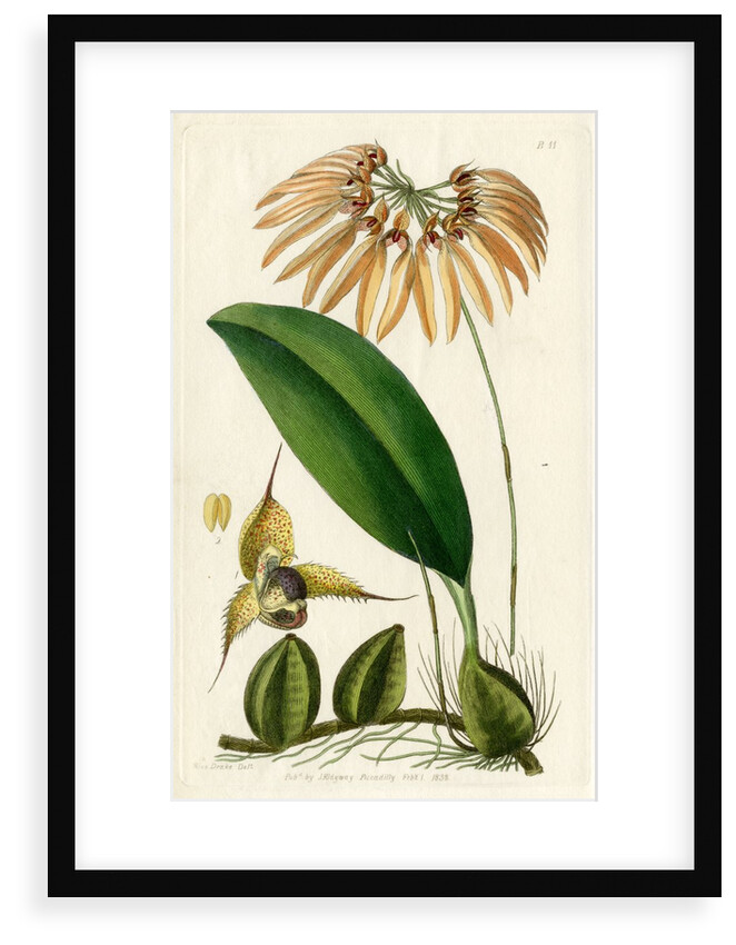 Pale umbrella orchid by S Watts