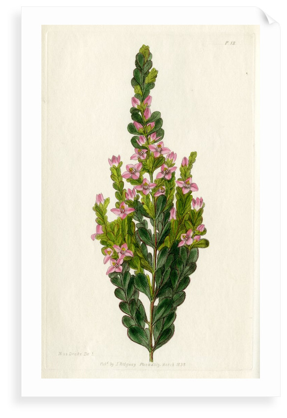 Aniseed boronia by S Watts