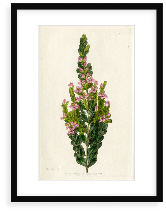 Aniseed boronia by S Watts