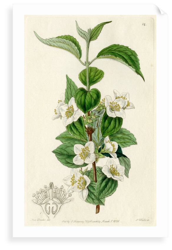 Hairy mock orange by S Watts