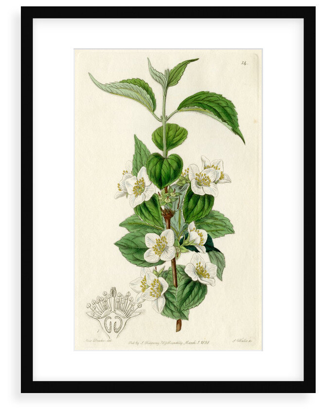 Hairy mock orange by S Watts