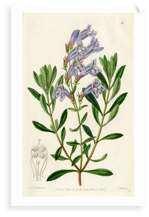 ‘Thick leaved pentstemon’ by S Watts