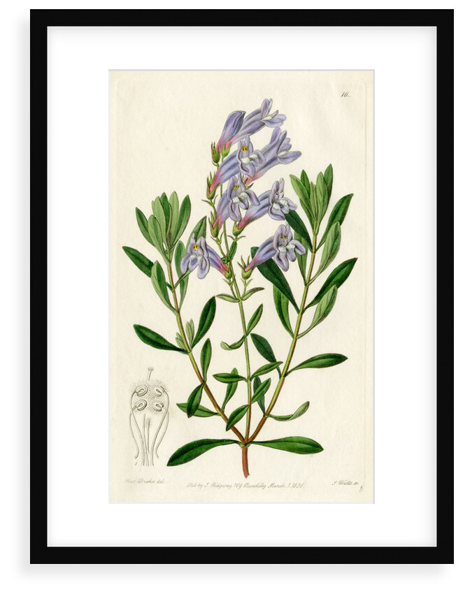 ‘Thick leaved pentstemon’ by S Watts