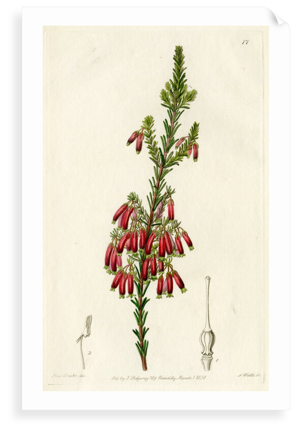 Red heath by S Watts