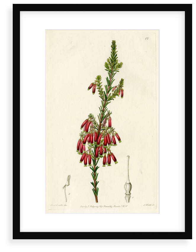 Red heath by S Watts