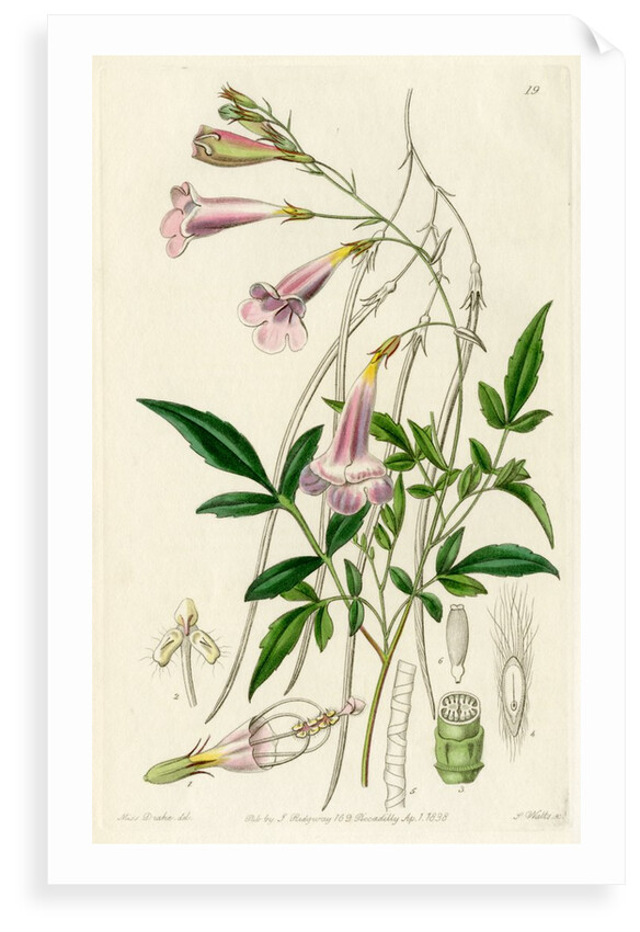 Himalayan gloxinia by S Watts