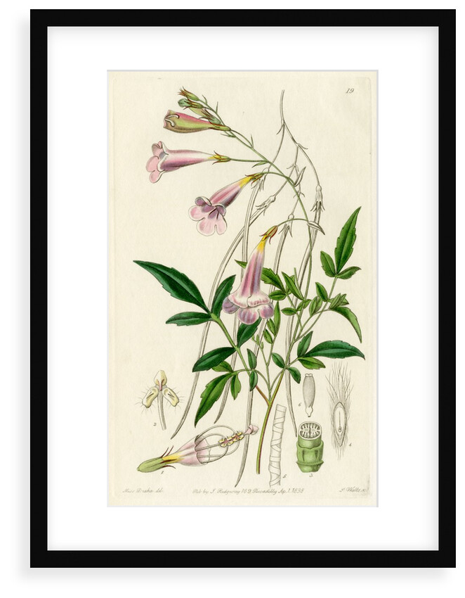 Himalayan gloxinia by S Watts