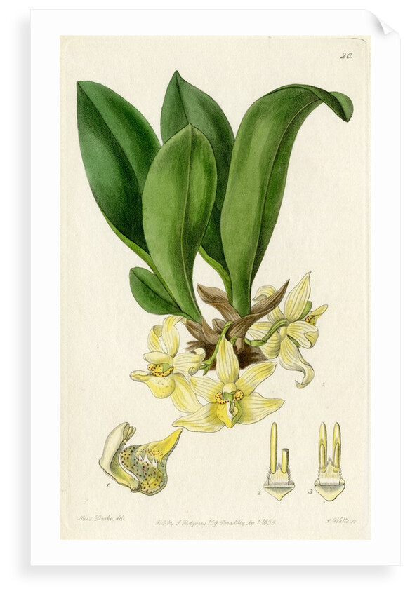 ‘Pale stenia’ by S Watts
