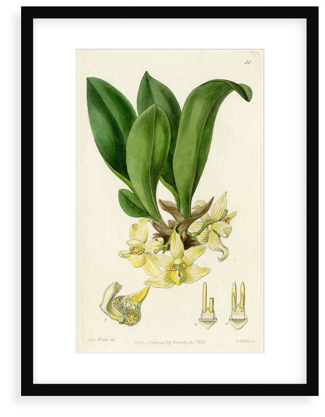 ‘Pale stenia’ by S Watts