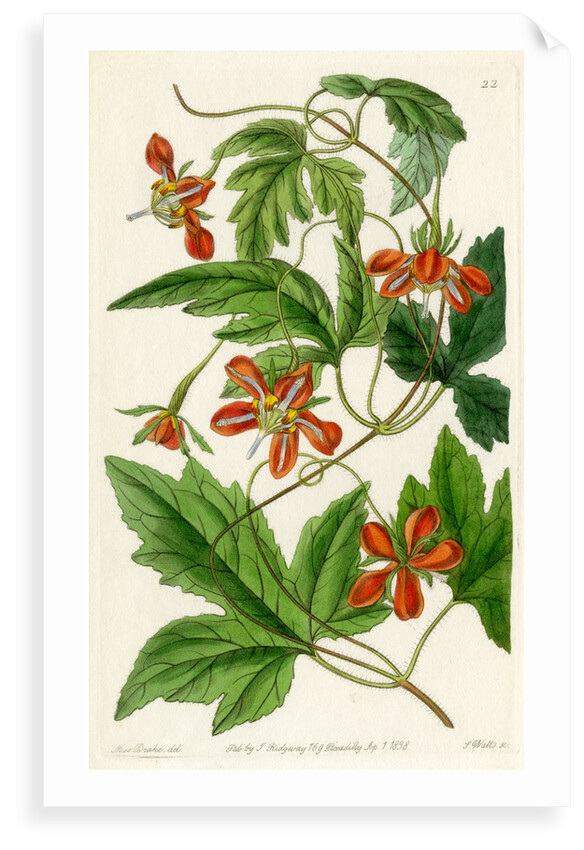 ‘Red loasa’ by S Watts
