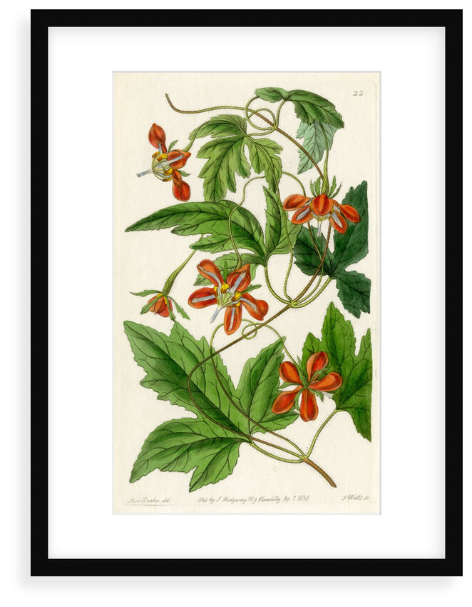 ‘Red loasa’ by S Watts
