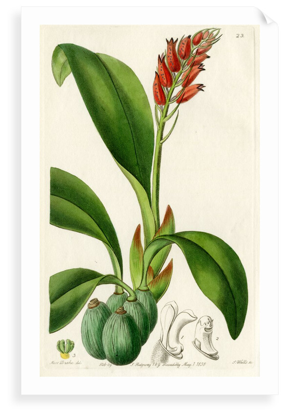 ‘Blood-coloured cryptochilus’ by S Watts