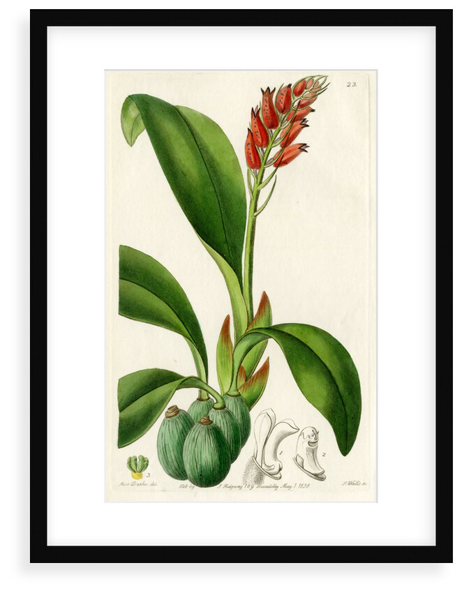 ‘Blood-coloured cryptochilus’ by S Watts