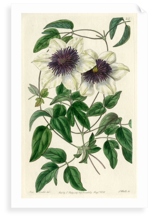 Siebald’s clematis by S Watts