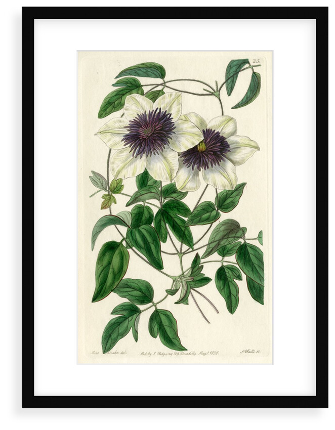 Siebald’s clematis by S Watts