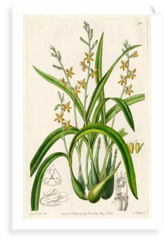 Ochre yellow prosthechea by S Watts