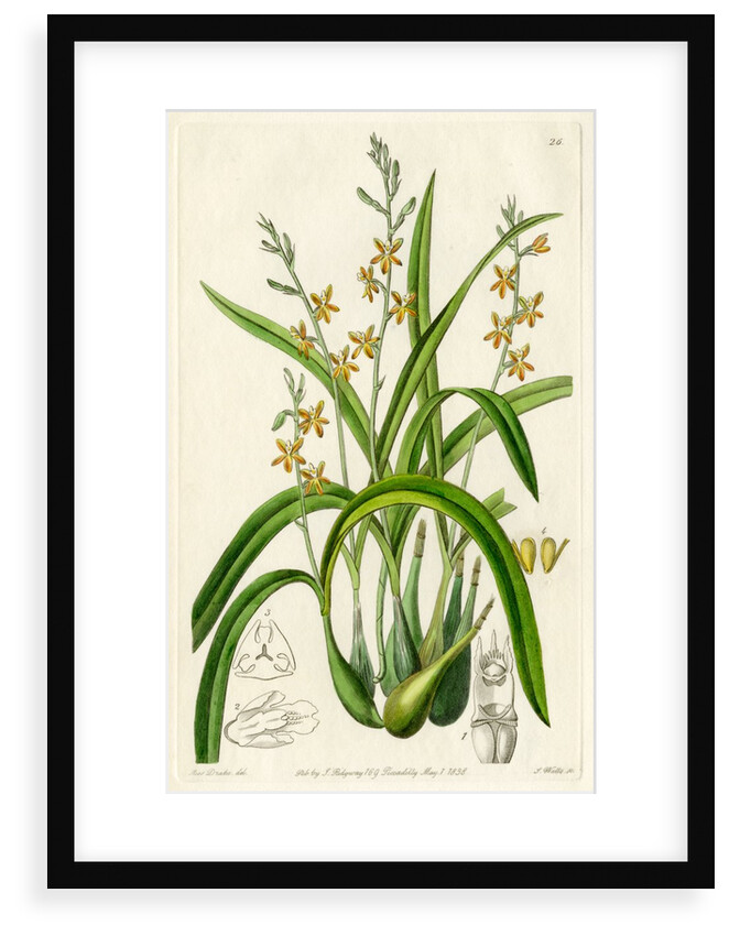 Ochre yellow prosthechea by S Watts