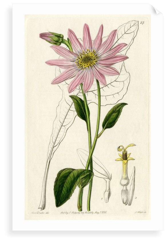 ‘Mr. Dickson’s echinacea’ by S Watts