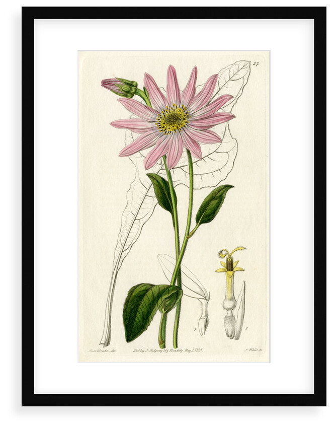 ‘Mr. Dickson’s echinacea’ by S Watts