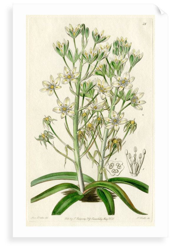 Mediterranean ornithogalum by S Watts