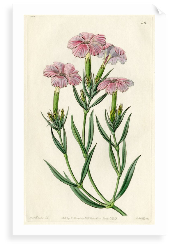 ‘Prince Bisignani’s tree pink’ by S Watts