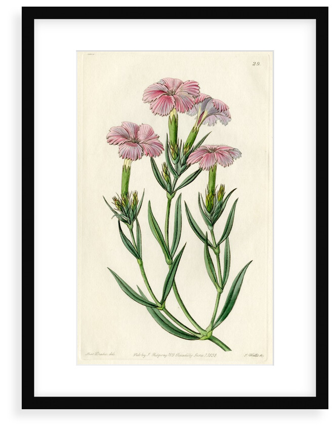‘Prince Bisignani’s tree pink’ by S Watts