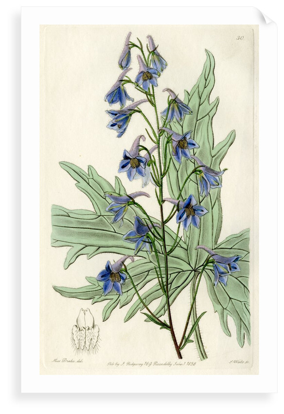 ‘Loose-flowered larkspur’ by S Watts
