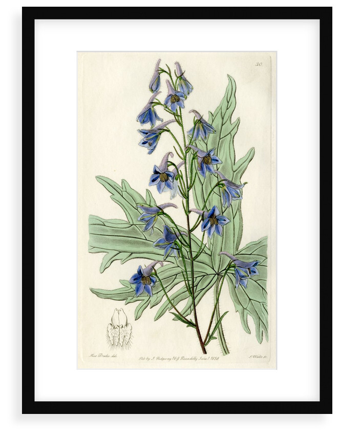 ‘Loose-flowered larkspur’ by S Watts