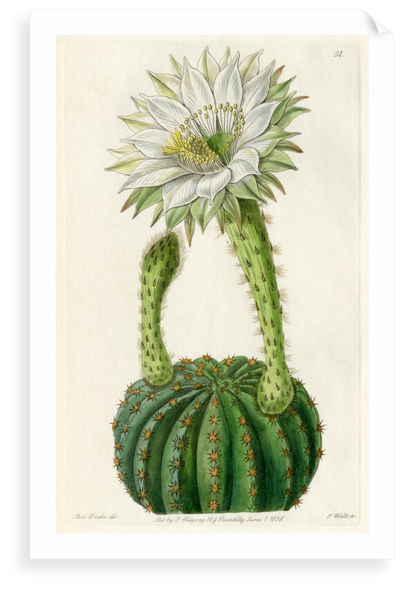 Echinopsis cactus by S Watts