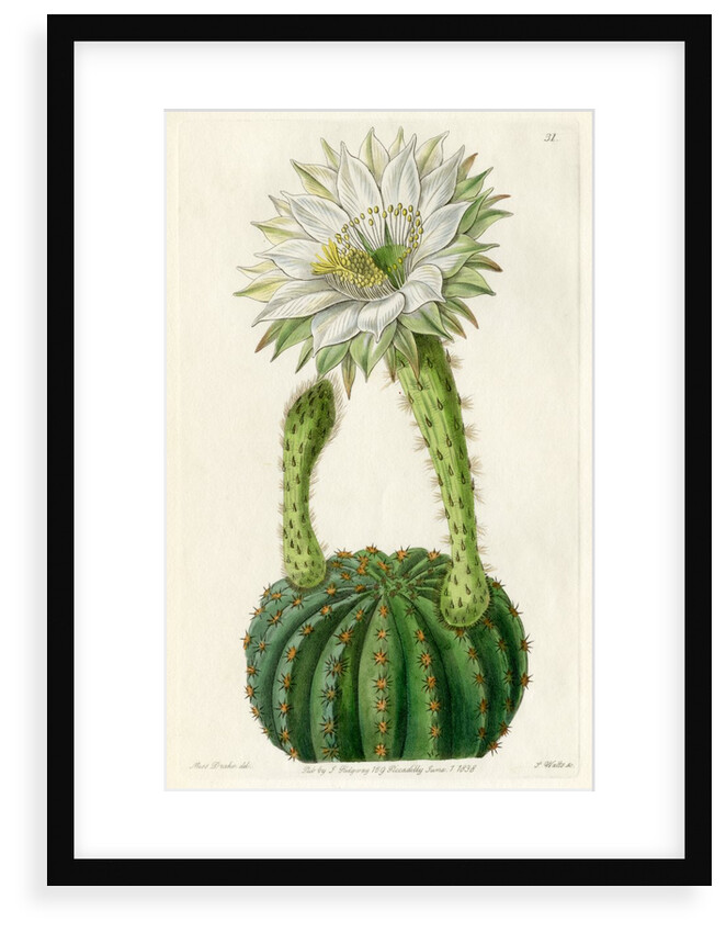 Echinopsis cactus by S Watts
