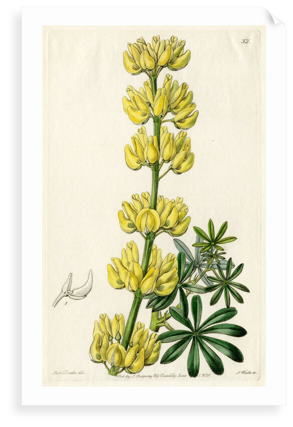 Yellow bush lupine by S Watts