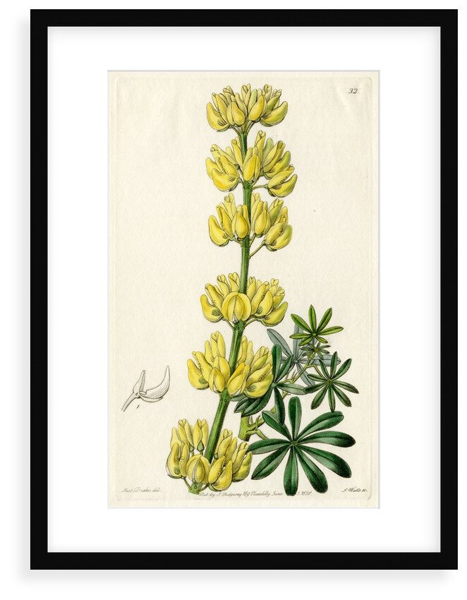 Yellow bush lupine by S Watts