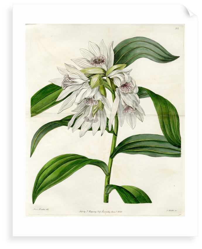 White thunia by S Watts