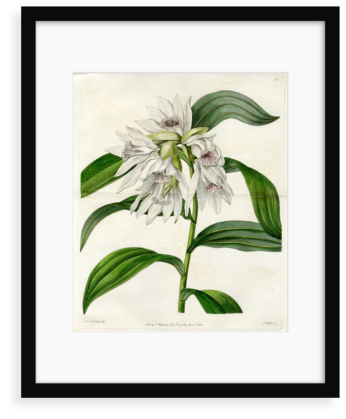 White thunia by S Watts