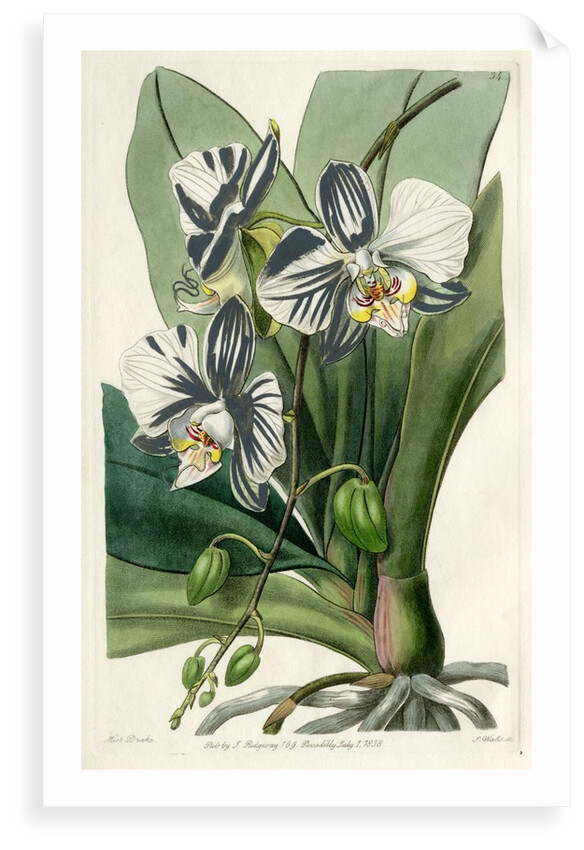 Moon orchid by S Watts