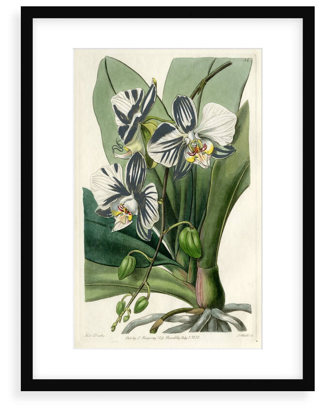 Moon orchid by S Watts