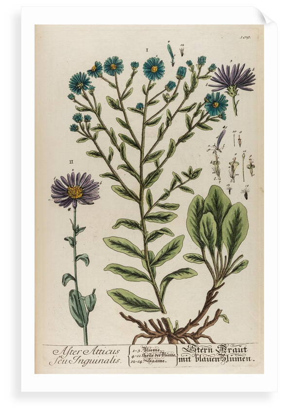 Aster atticus by Elizabeth Blackwell
