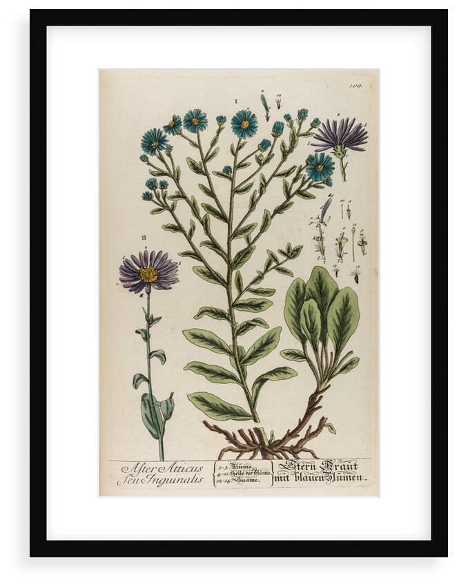 Aster atticus by Elizabeth Blackwell