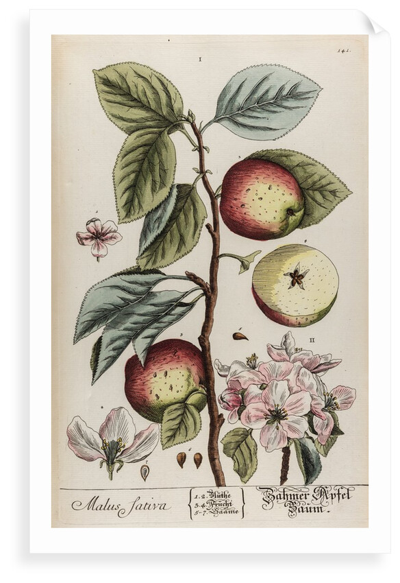 Malus sativa by Elizabeth Blackwell