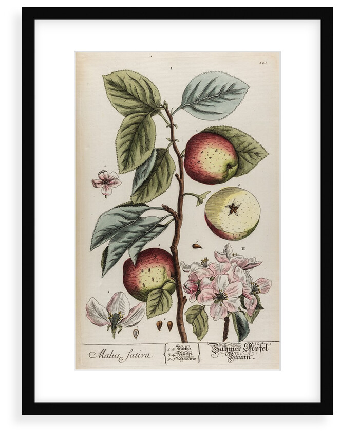 Malus sativa by Elizabeth Blackwell