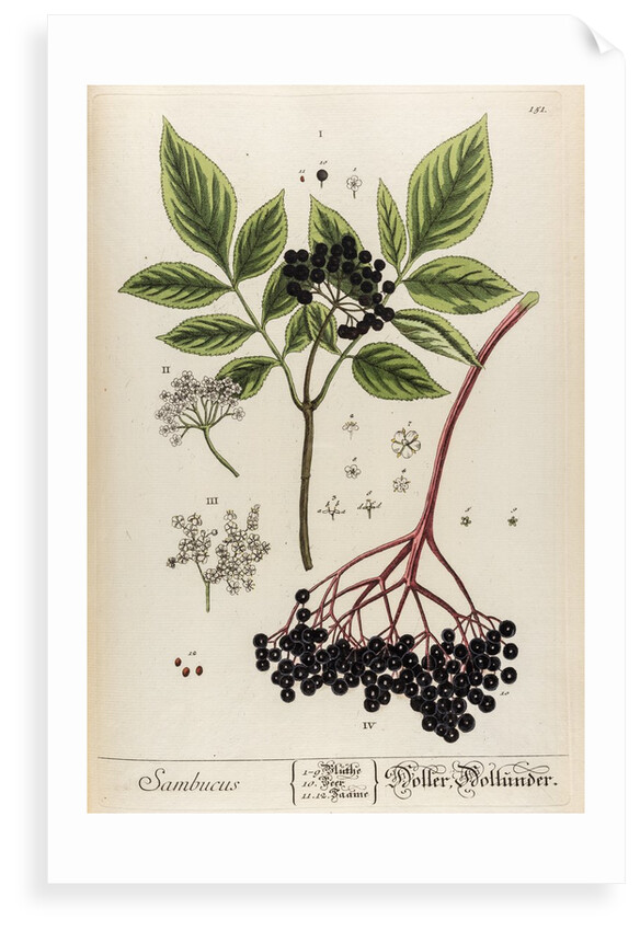 Sambucus by Elizabeth Blackwell