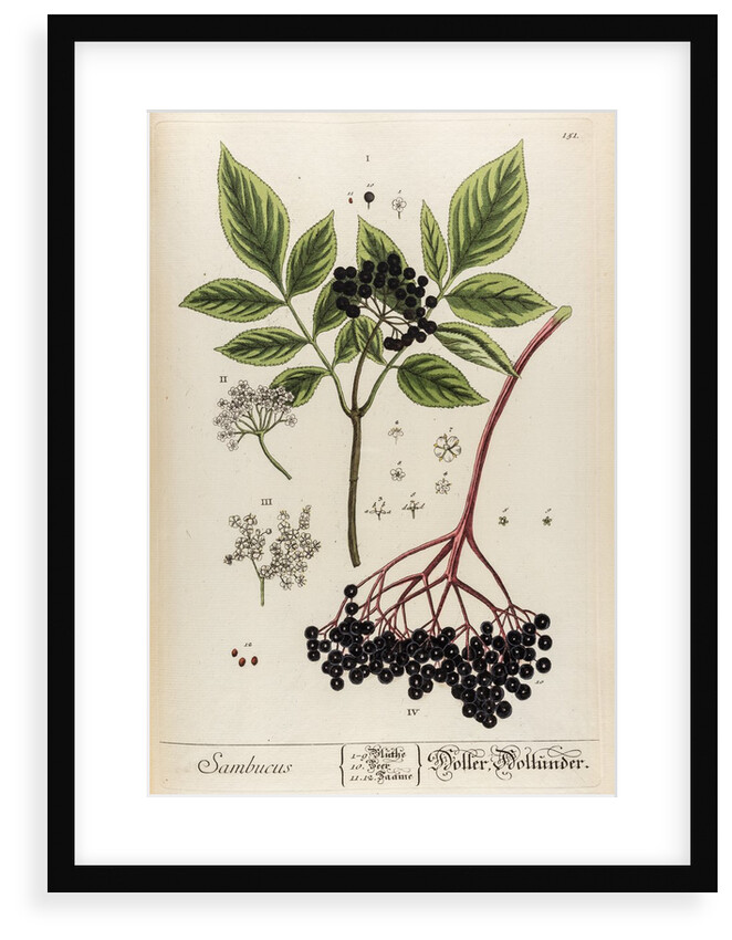 Sambucus by Elizabeth Blackwell