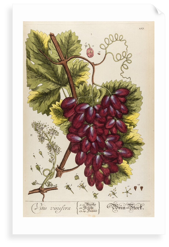 Vitis vinifera by Elizabeth Blackwell